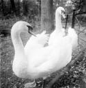 Eileen Agar, ‘Photograph of swans taken at Mayfield, Sussex’ 1940