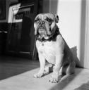 Eileen Agar, ‘Photograph of Dandy the bulldog sitting’ [c.1935]