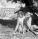 Eileen Agar, ‘Photograph of Pico the monkey with Mollie Gordon’ 1956–6