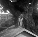 Eileen Agar, ‘Photograph of Pico the monkey sat on a roof’ 1956–6