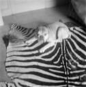 Eileen Agar, ‘Photograph of Dandy the bulldog lying on a zebra skin rug’ [c.1935]