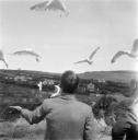Eileen Agar, ‘Photograph of two men feeding seagulls’ [1950s]