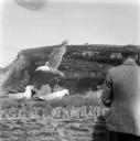 Eileen Agar, ‘Photograph of a man feeding seagulls’ [1950s]
