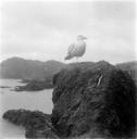 Eileen Agar, ‘Photograph entitled, ‘Portrait of seagull’’ [1950s]