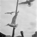 Eileen Agar, ‘Photograph of a man reaching up to feed seagulls’ [1950s]