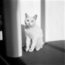 Eileen Agar, ‘Photograph of Bella the cat sitting up’ [c.1936]