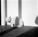 Eileen Agar, ‘Photograph of Bella the cat lying down’ [c.1936]