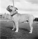 Eileen Agar, ‘Photograph of Dandy the bulldog taken in Bridport, Dorset’ [1930s]