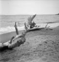 Eileen Agar, ‘Photograph of a beached tree’ 1936