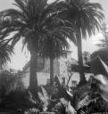 Eileen Agar, ‘Photograph of palm trees and banana plants at Sitio Litre in Puerto de la Cruz, Tenerife’ 1952–6