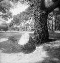 Eileen Agar, ‘Photograph of trees in a park’ [1947]