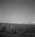 Eileen Agar, ‘Photograph of Mollie Gordon hiding in cacti’ 1952–6