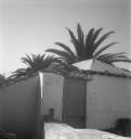 Eileen Agar, ‘Photograph of palm trees behind a wall in Tenerife’ 1952–6