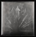 Eileen Agar, ‘Photograph of palm leaves’ 1952–6
