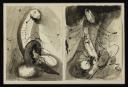 Keith Vaughan, ‘Two abstract drawings of male genitals’ [1943–6]