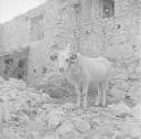 Nigel Henderson, ‘Photograph of bull’ [c.1951–2]