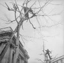 Nigel Henderson, ‘Photograph of two men climbing trees’ [1949–54]