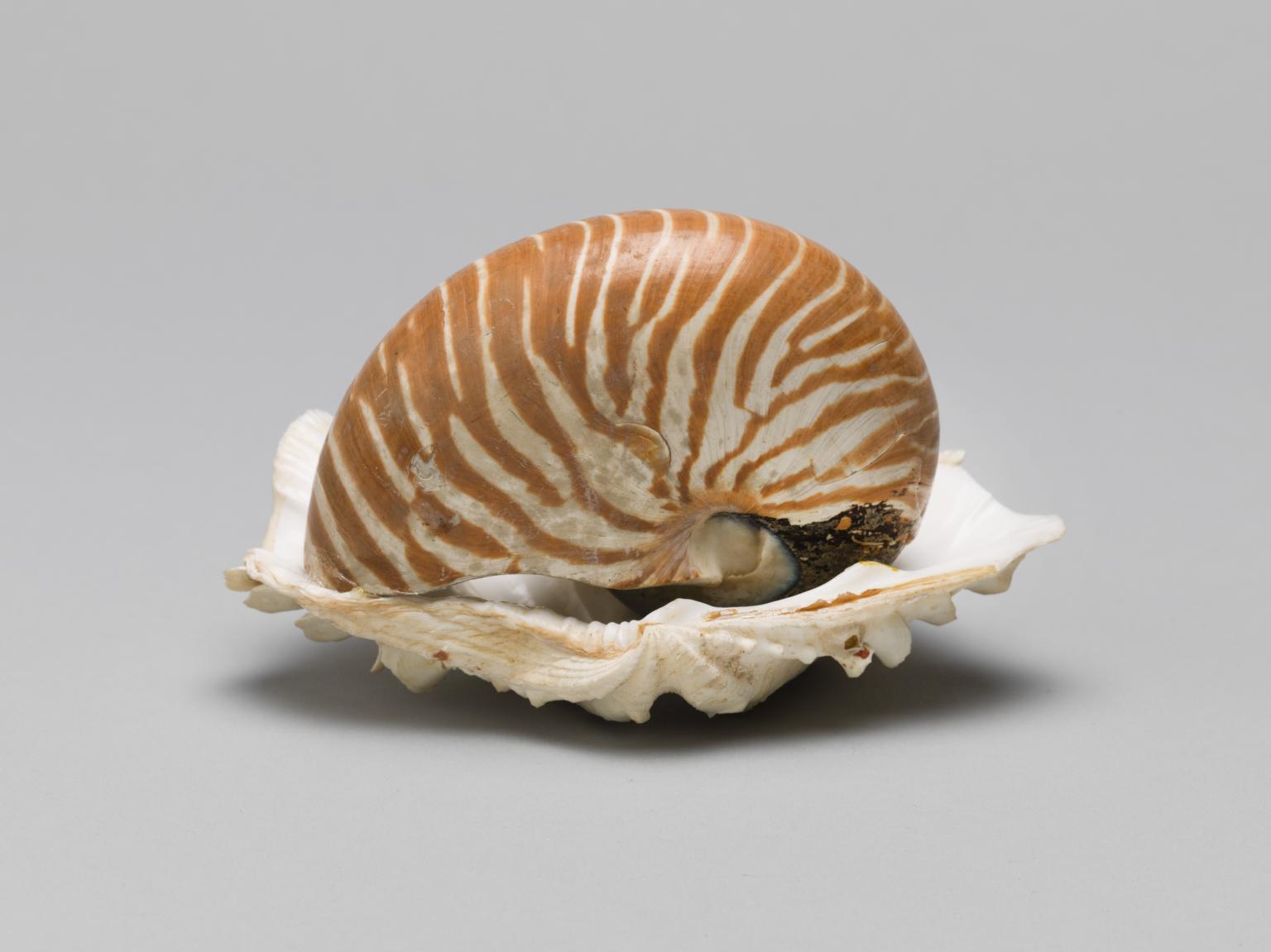 John Richard Nautilus Seashell Brass Sculpture — Grayson Living