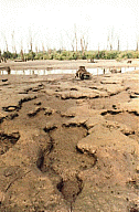 Ana Mendieta, Untitled: Silueta Series, 1979