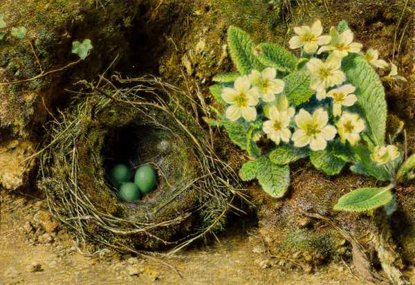Primroses and Bird’s Nest