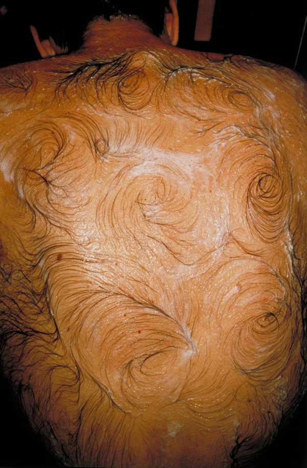 Van Gogh’s Back