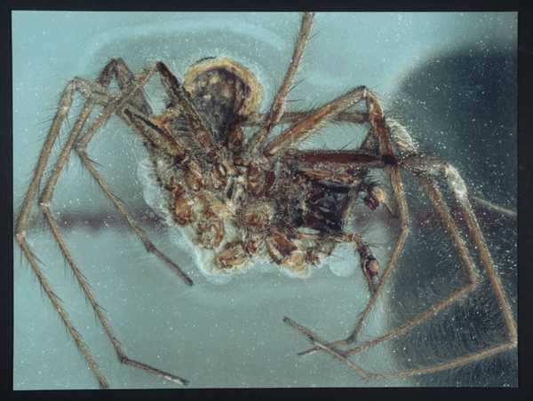 The Spider that Died in the Tower of London