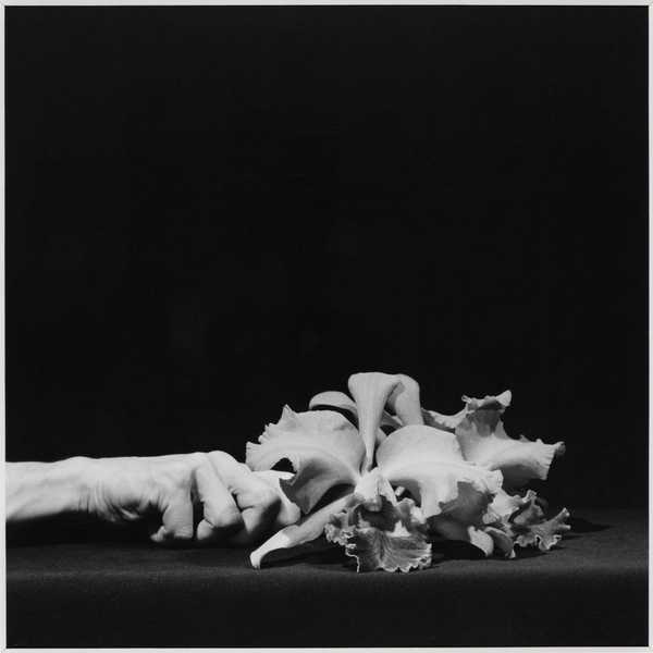Orchid and Hand', Robert Mapplethorpe, 1983 | Tate