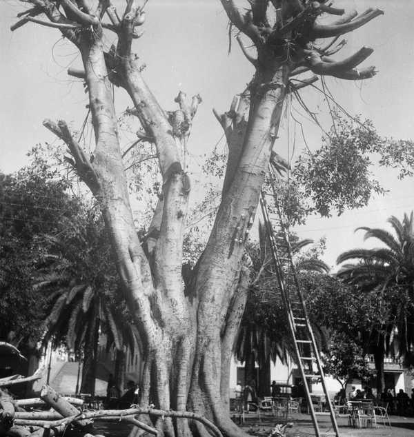 Photograph of a tree at the Botanical Gardens of Orotava‘, Eileen Agar ...