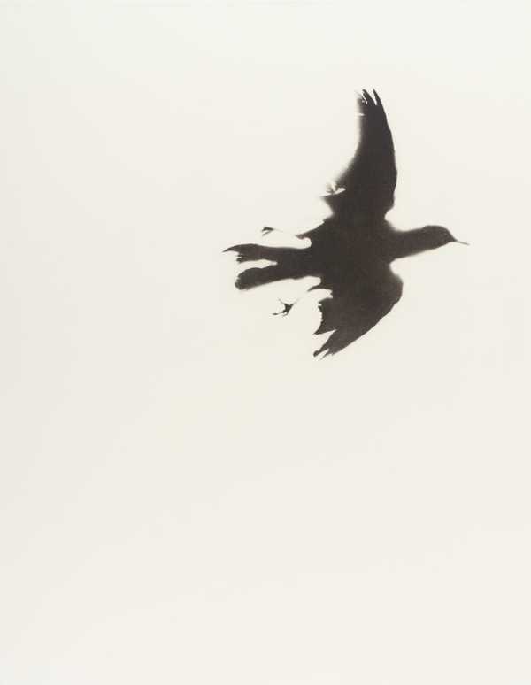 Blackbird II