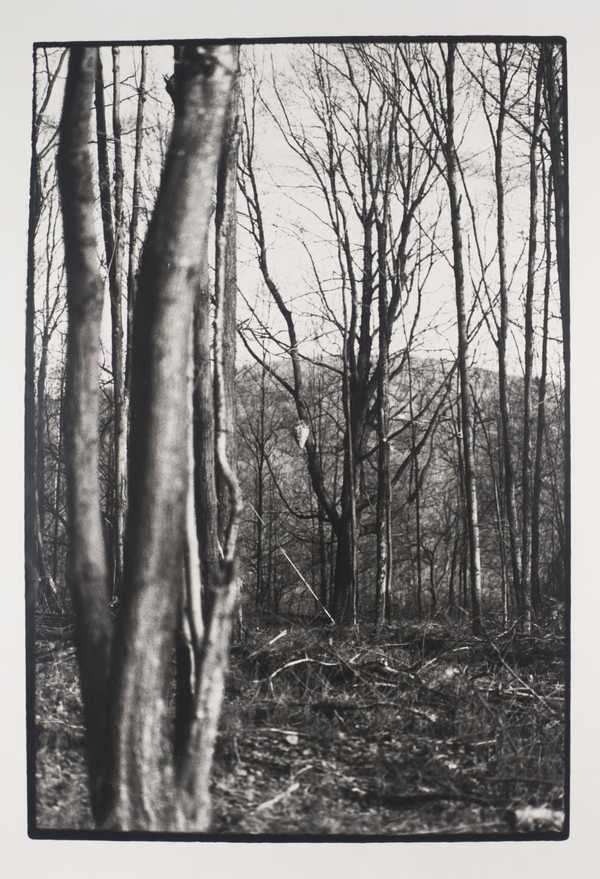 Untitled (for Barb)