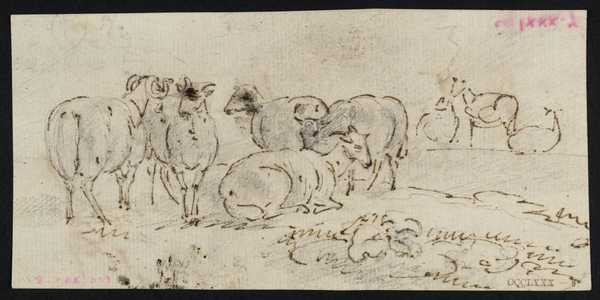 Study of a Group of Goats