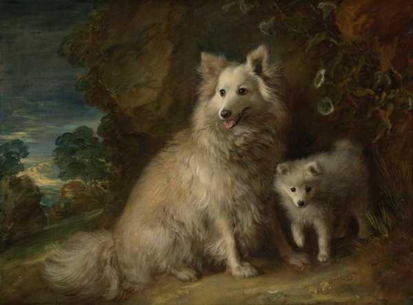Pomeranian Bitch and Puppy