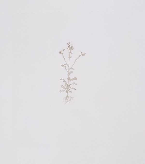 Common Groundsel