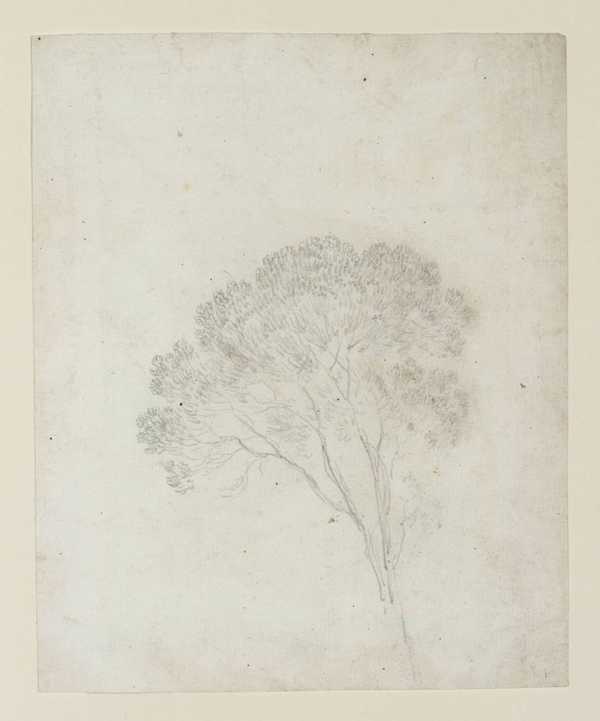 Tree Study
