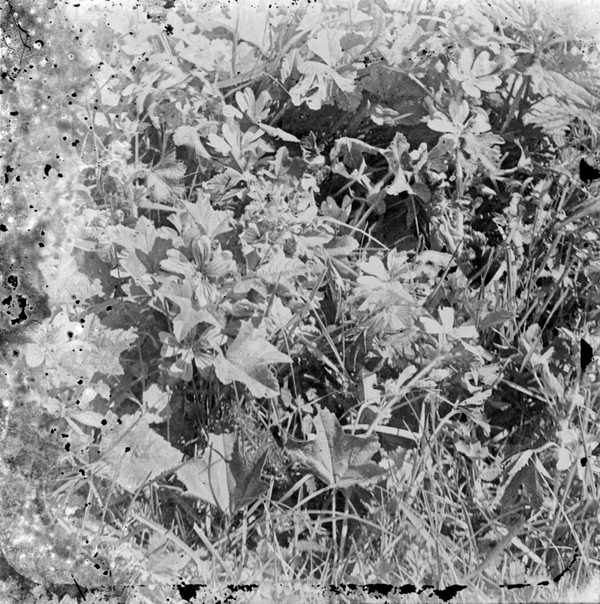 photograph-showing-a-study-of-plants-anonymous-tate-archive-tate