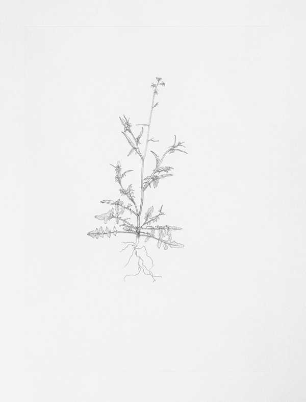 Annual Wall Rocket