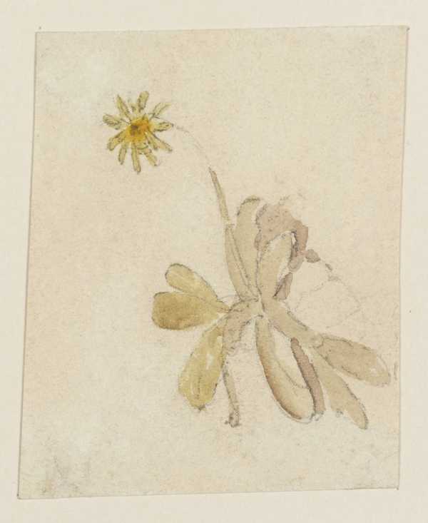 A Small Plant