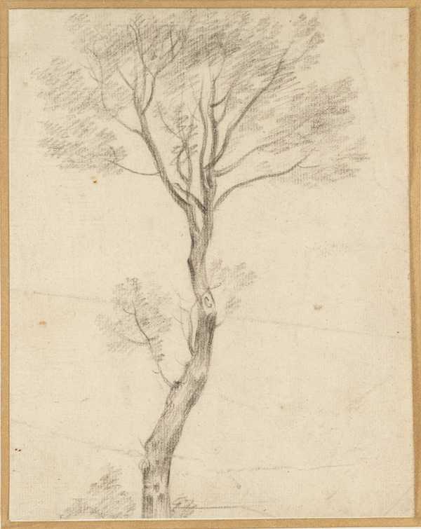 Tree Study