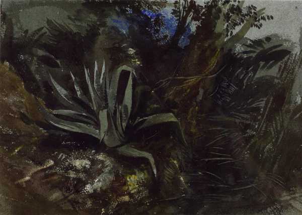Study of an Aloe