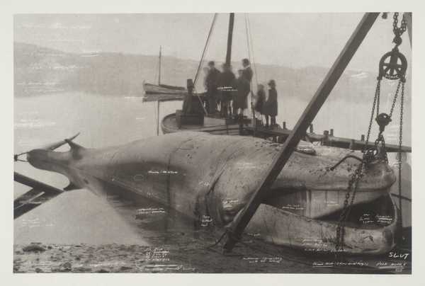 The Story of Minke the Whale