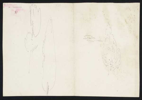 Studies of Cypress Trees