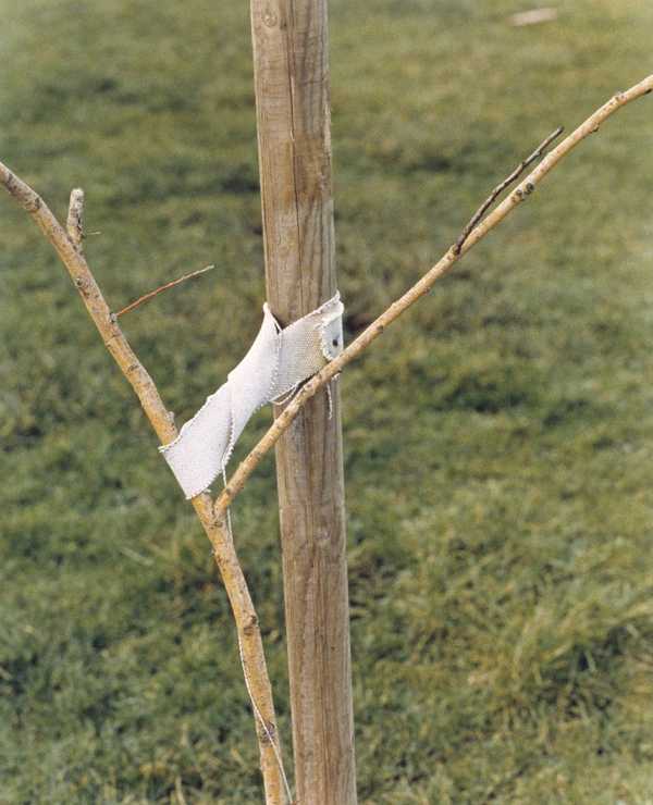 A Sapling Held by a Post