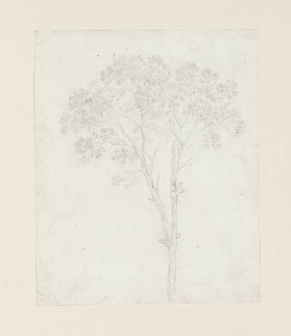 Tree Study