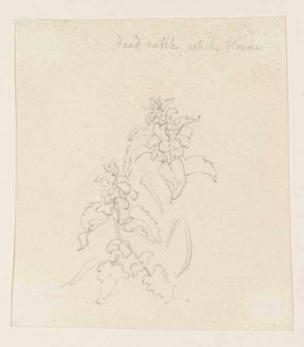 Deadnettle, White Flowers