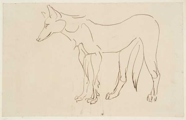 A Wolf