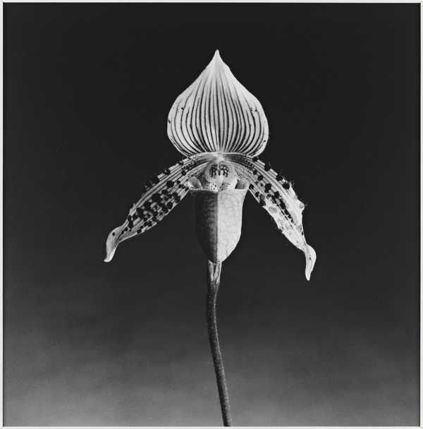 Orchid', Robert Mapplethorpe, 1987 | Tate