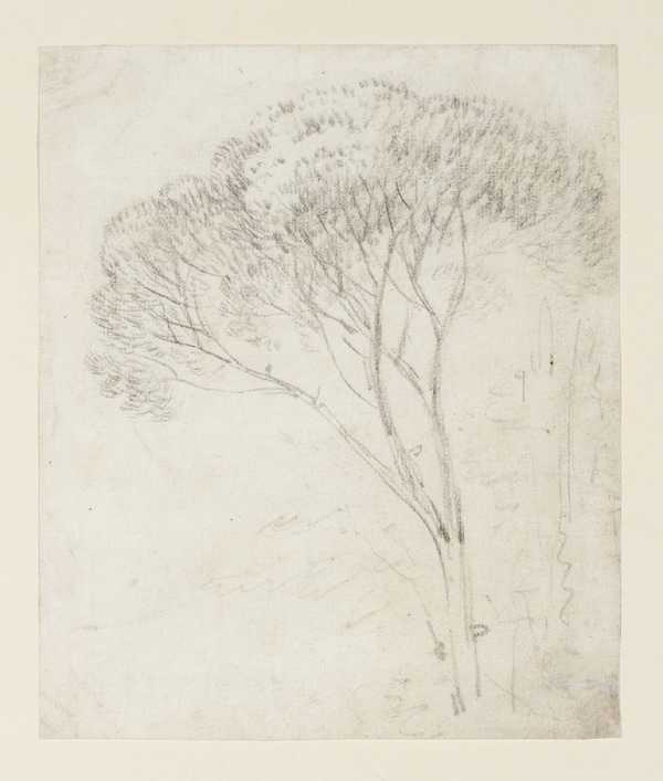 Tree Study