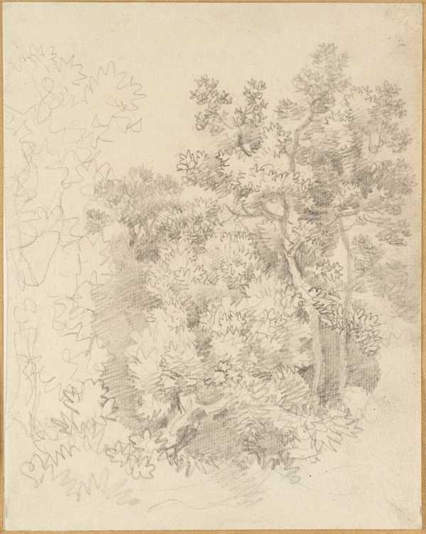 Tree Study
