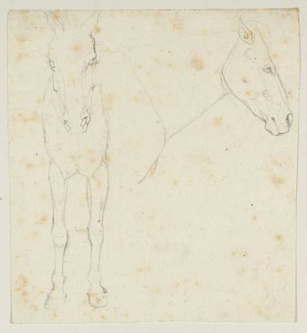 Studies of a Horse