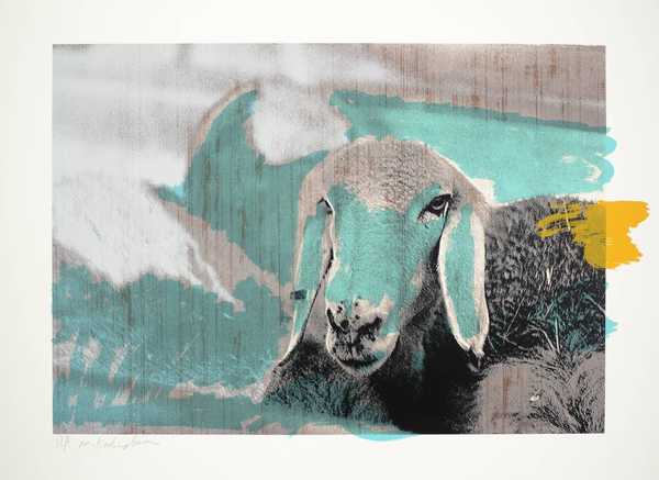Sheep Head A